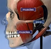temporomandibular joints